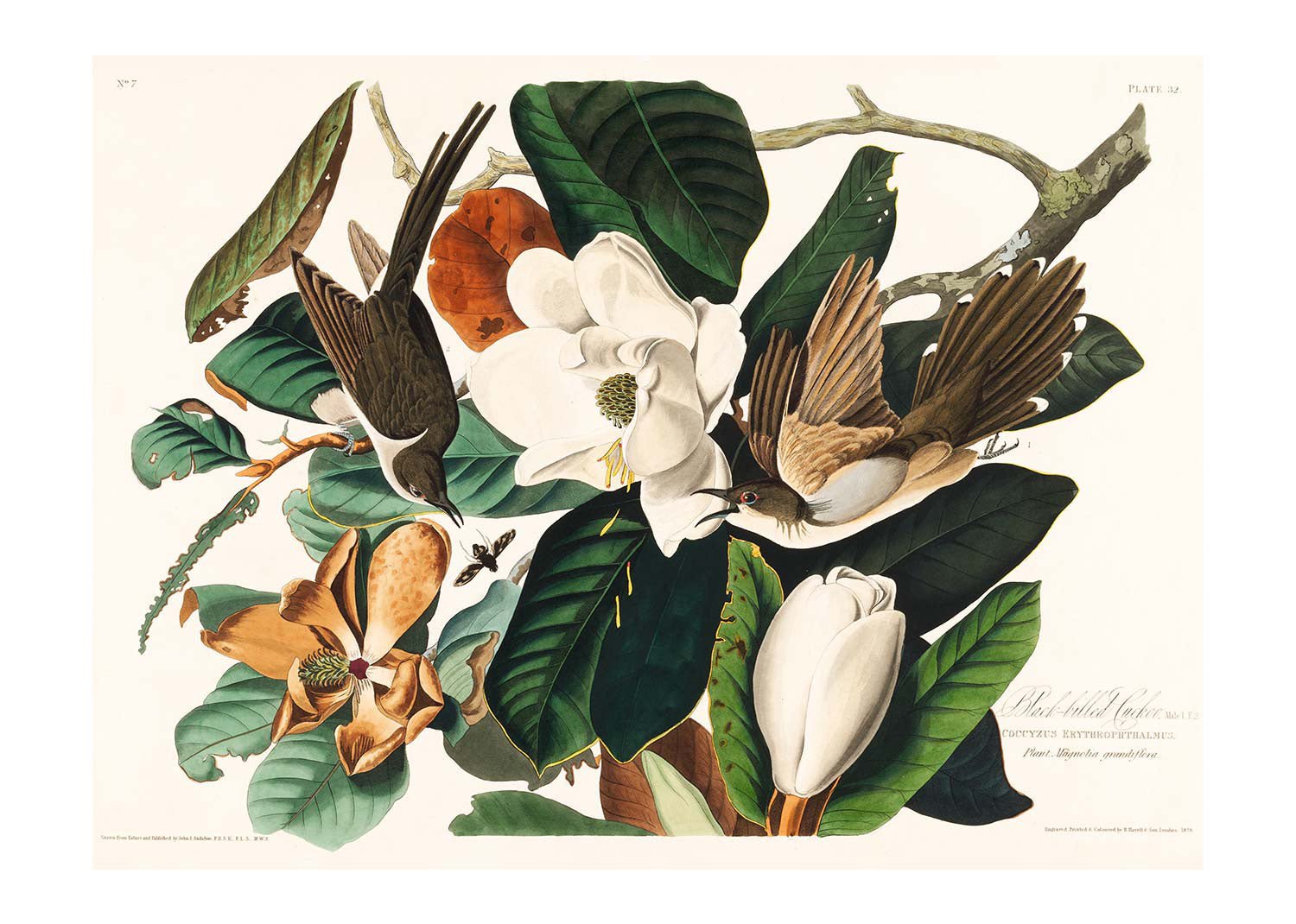 Black Billed Cuckoo Vintage Bird Print