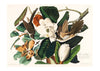 Black Billed Cuckoo Vintage Bird Print