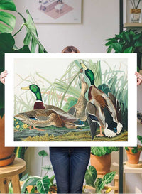 Mallard Duck Vintage Bird Print
