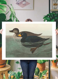 Scoter Duck Vintage Bird Print