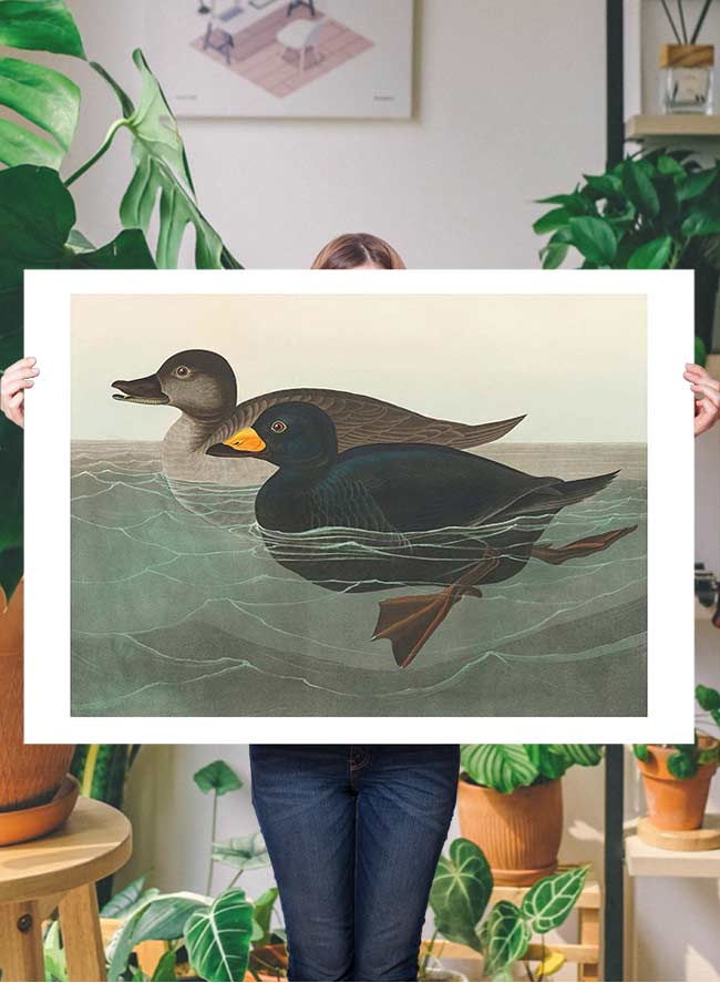 Scoter Duck Vintage Bird Print