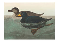 Scoter Duck Vintage Bird Print