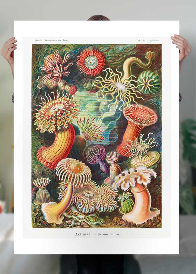 Actinia Sea Anemones Vintage Print