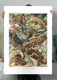 Lizards Illustration Vintage Print