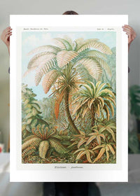 Ferns Illustration Vintage Print