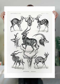 Antelope Vintage Antique Print