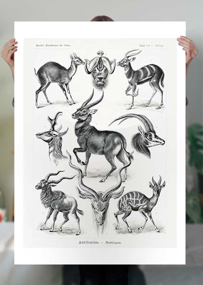 Antelope Vintage Antique Print