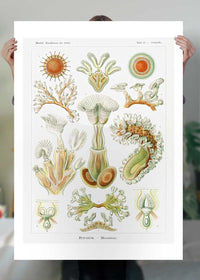 Acquatic Invertebrates Illustration Print