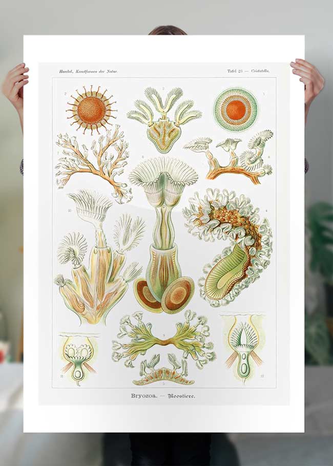 Acquatic Invertebrates Illustration Print