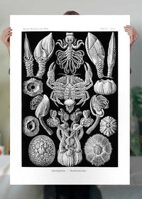 Barnacles Vintage Illustration Print