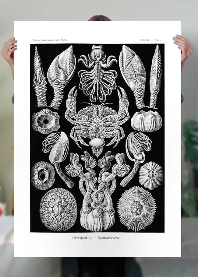 Barnacles Vintage Illustration Print