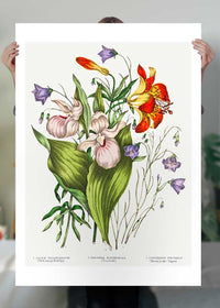 Canadian Wild Flowers Antique Illustration Print