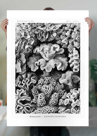 Corals Illustration Print