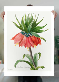 Crown Imperial Fritillary Flower Print