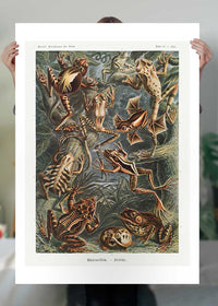Frogs Illustration by Ernst Haeckel Print