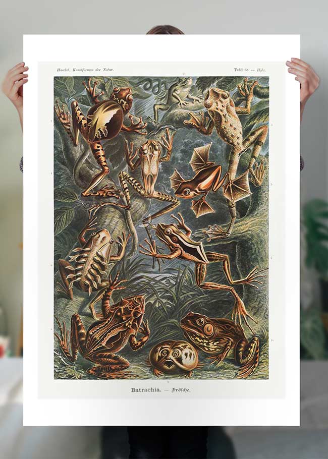 Frogs Illustration by Ernst Haeckel Print