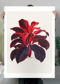 Hand drawn Hawaiian Ti plant print
