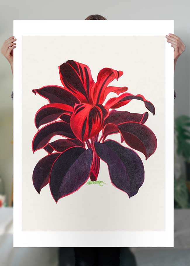 Hand drawn Hawaiian Ti plant print
