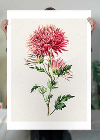 Hand drawn pink Chrysanthemum Illustration