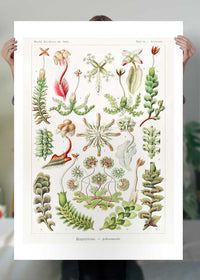 Hepaticae–Lebermoose Liverworts by Ernst Haeckel Print