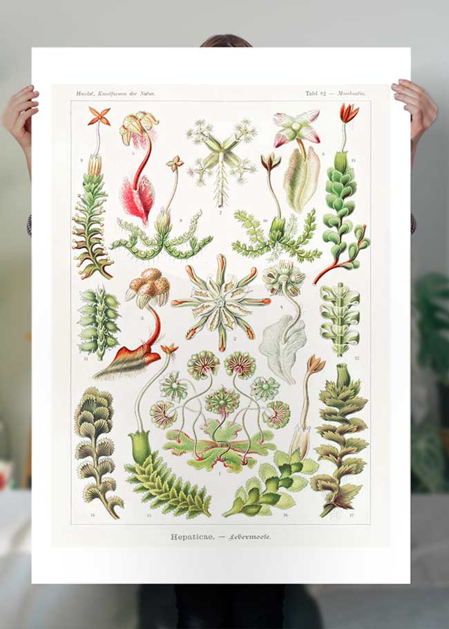Hepaticae–Lebermoose Liverworts by Ernst Haeckel Print
