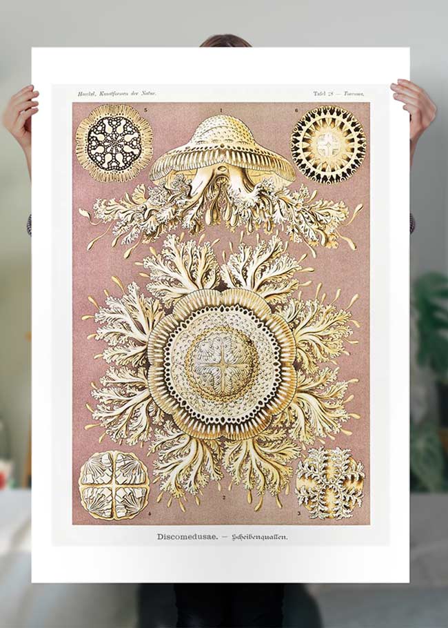 Jellyfish Discomedusae–Schweibenquallen Vintage Illustration print