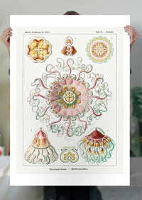 Jellyfish Phyllum Cnidaria Vintage Illustration Print