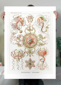 Jellyfish Trachomedusae Vintage Illustration Print