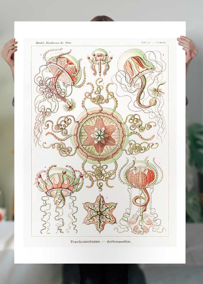Jellyfish Trachomedusae Vintage Illustration Print