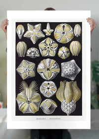 Silver & Gold Marine Animals Vintage Illustration Print