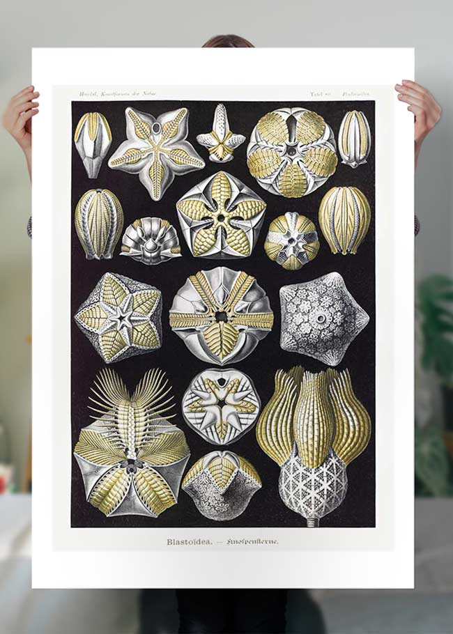 Silver & Gold Marine Animals Vintage Illustration Print