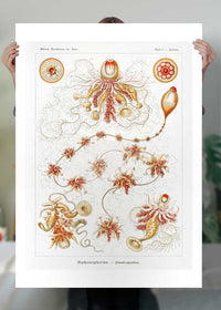 Marine Invertebrates Antique Illustration Print