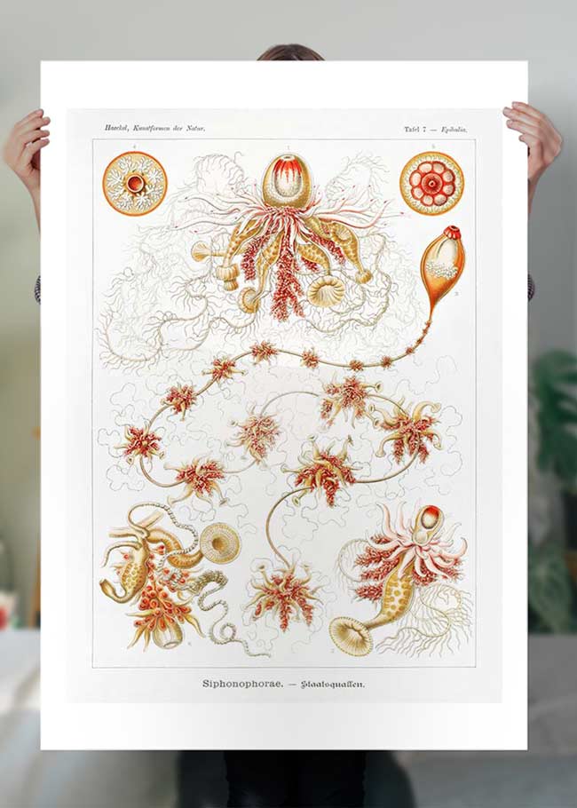 Marine Invertebrates Antique Illustration Print