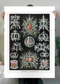 Microorganisms Illustration Print 3
