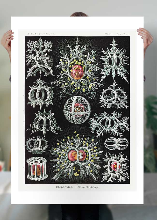 Microorganisms Illustration Print 3