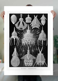 Microorganisms Black and White Illustration Print
