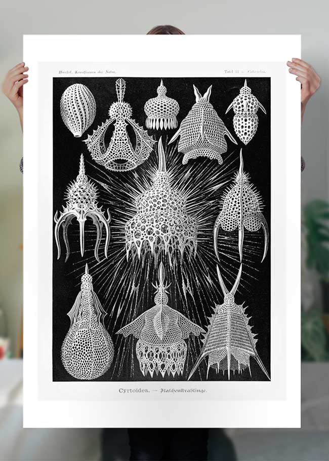 Microorganisms Black and White Illustration Print