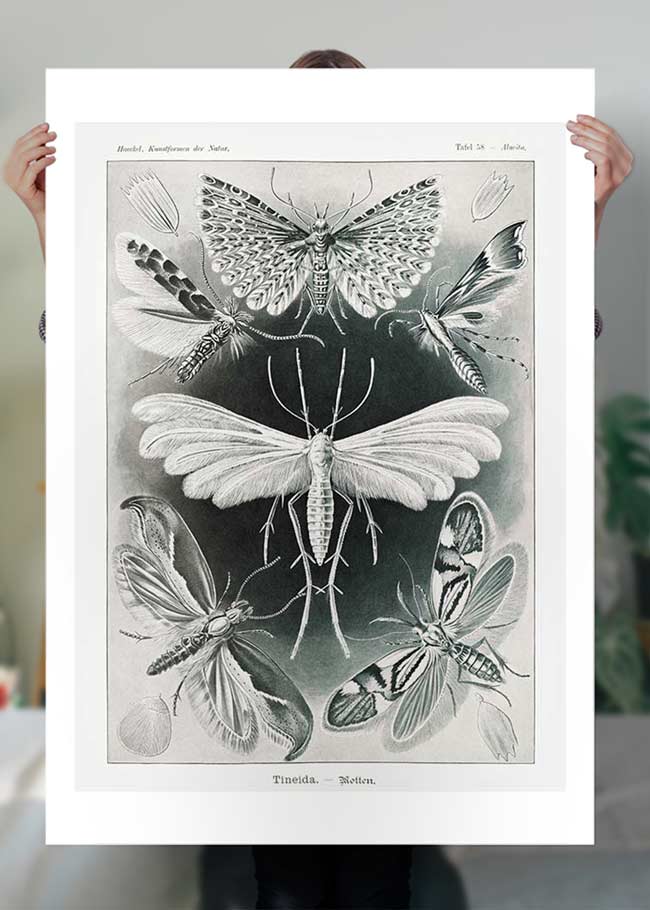 Moths Black & White Illustration Gothic Print