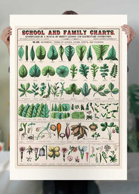 School and Family Charts - Leaves Stems Roots Flowers Diagram Print