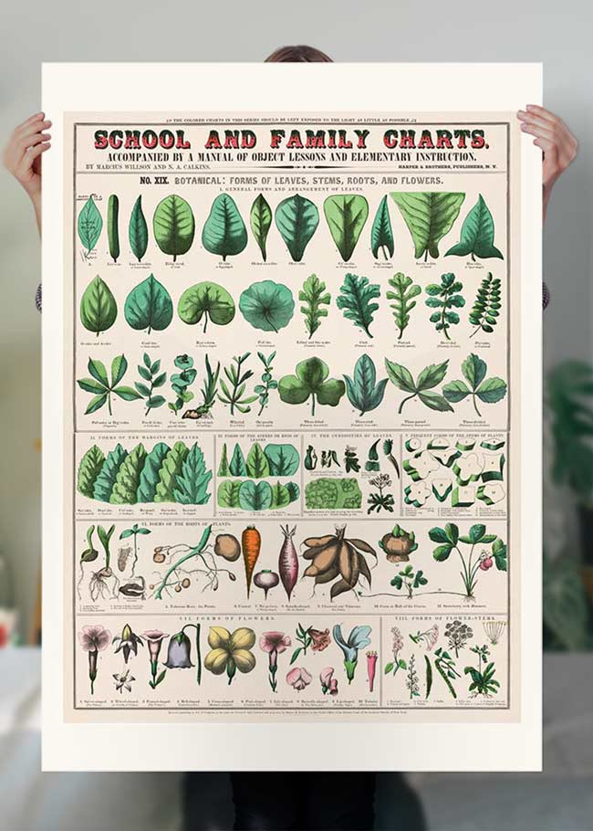 School and Family Charts - Leaves Stems Roots Flowers Diagram Print