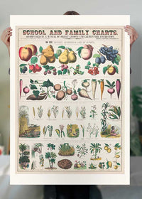 School and Family Charts - Uses of Plants 2 Botanical Print