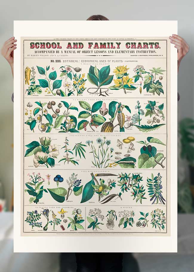 School and Family Charts - Uses of Plants Botanical Print
