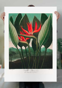 The Queen Plant by Robert John Thornton Print