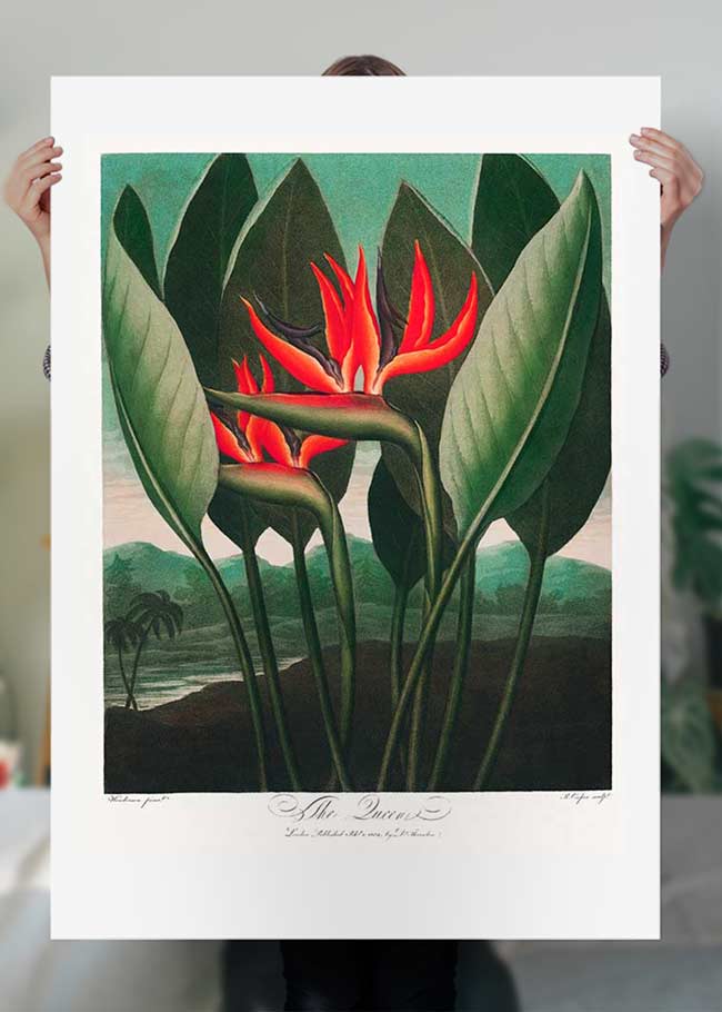 The Queen Plant by Robert John Thornton Print