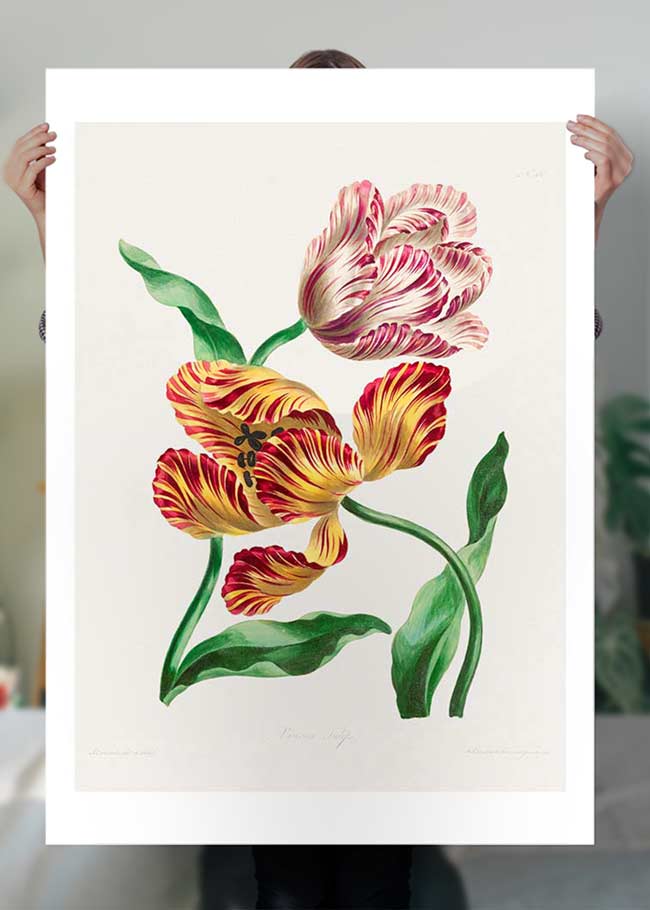 Various Tulips by John Edwards Print