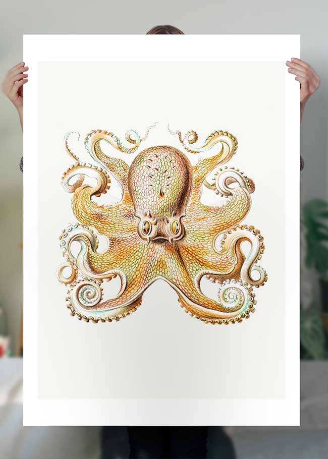 Vintage Octopus Illustration Print