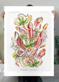 Pitcher Plants Botanical Illustration Print