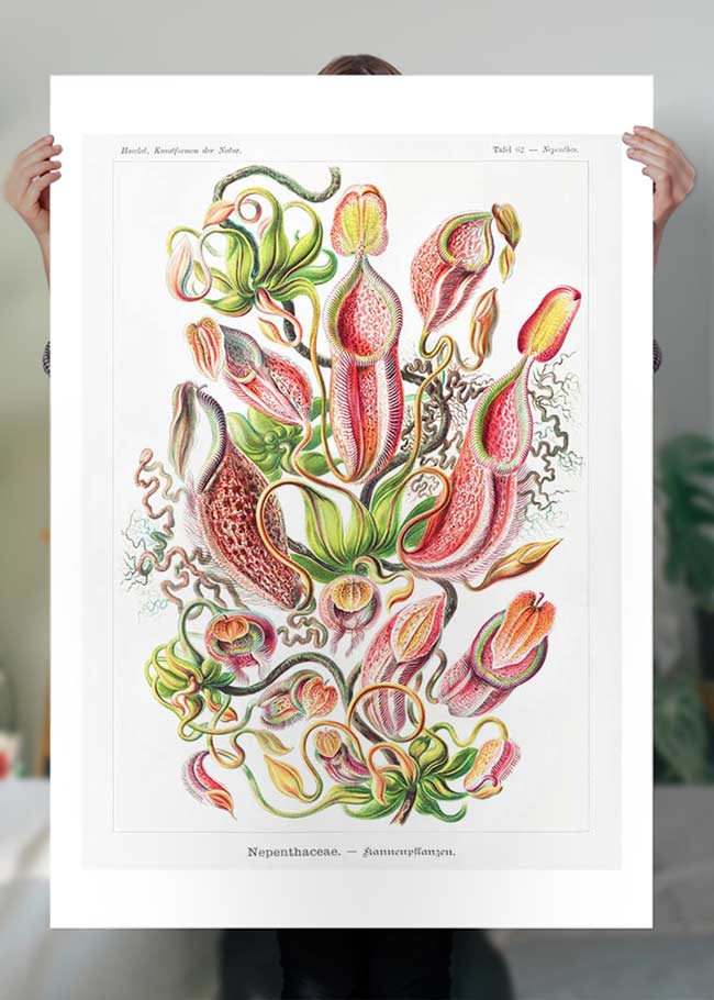 Pitcher Plants Botanical Illustration Print