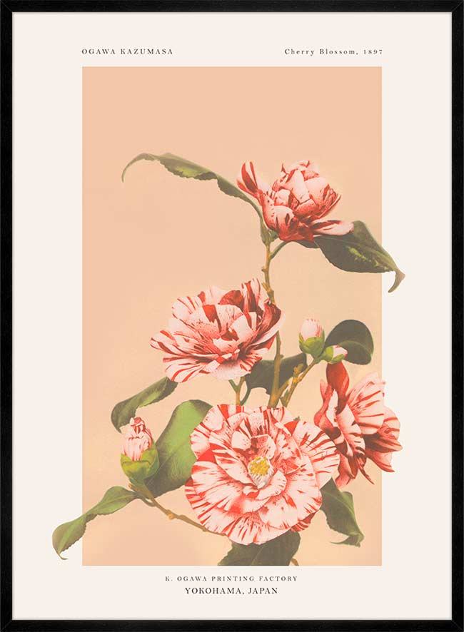 Striped Camellias Ogawa Kazumasa Flowers Print