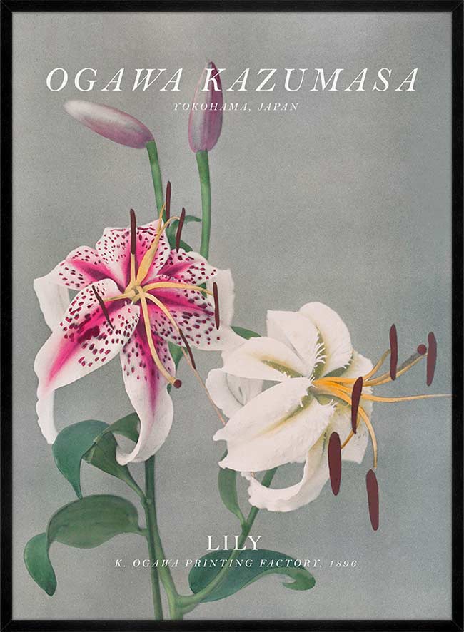 Lily 3 Ogawa Kazumasa Flowers Print